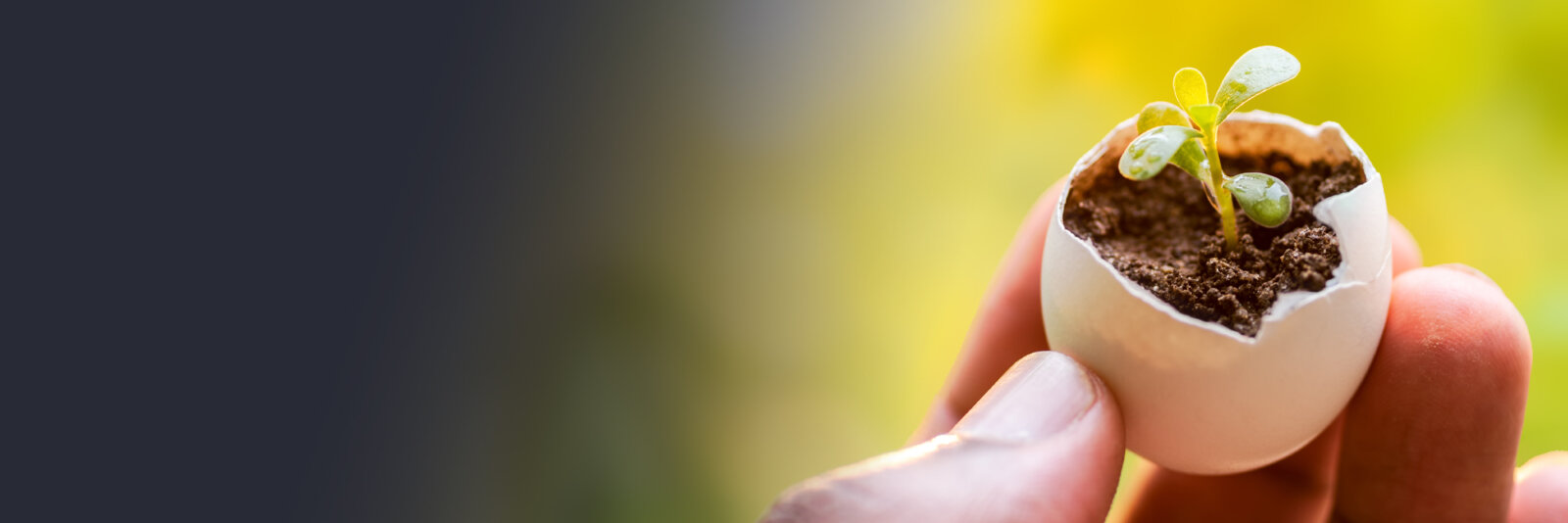 Close-up image of a hand holding a cracked eggshell containing a small green sprout growing in soil, set against a blurred natural background with green and yellow hues, symbolizing growth and new beginnings.